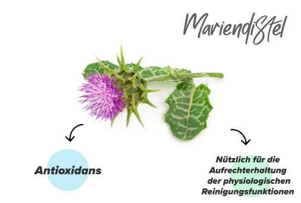 Mariendistel-Extrakt