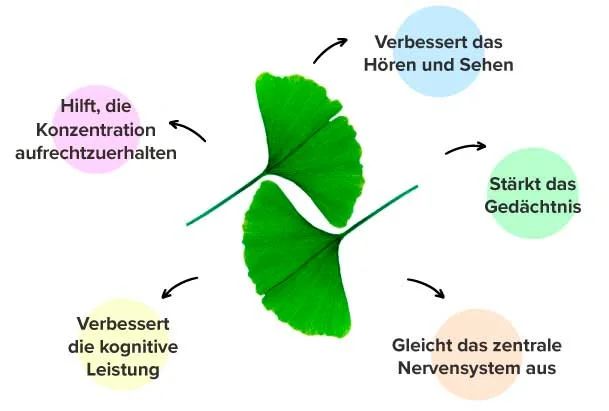 Wirkungen von Ginkgo-Präparaten