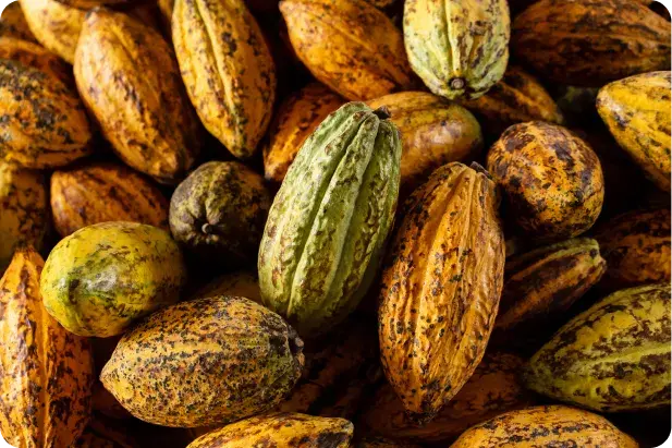 Kakao für die Gesundheit des Körpers