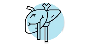 Normale Leberfunktion