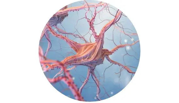 Normale Funktion des Nervensystems