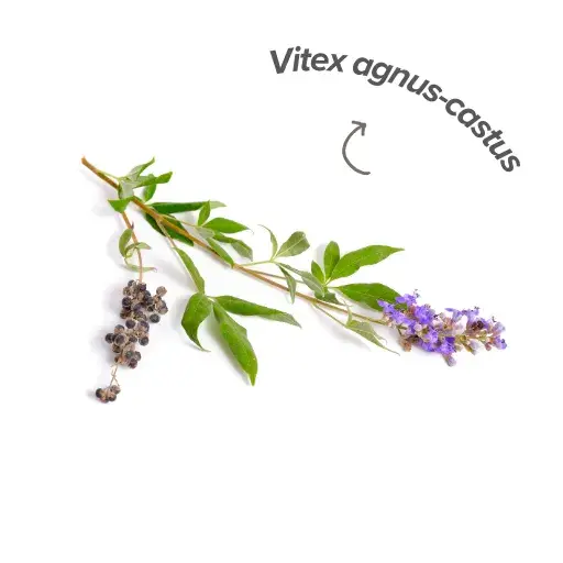 Vorteile von Vitex
