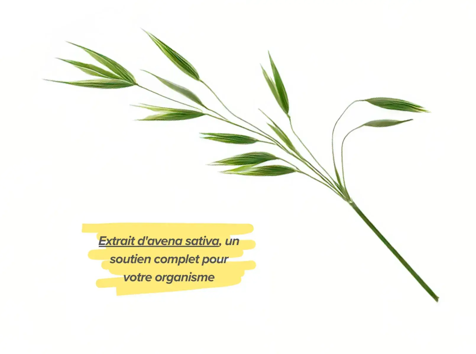 Effets positifs de l’Avoine cultivée sur la santé Effets positifs de l’Avoine cultivée sur la santé