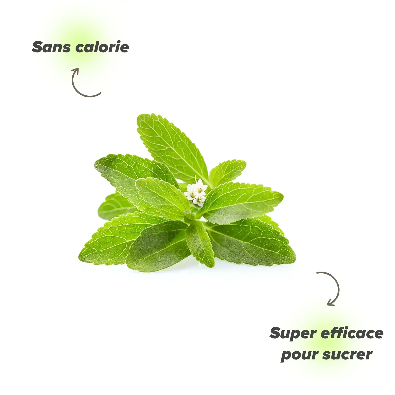 Perché assumere Stevia come sostituto dello zucchero? Perché assumere Stevia come sostituto dello zucchero?