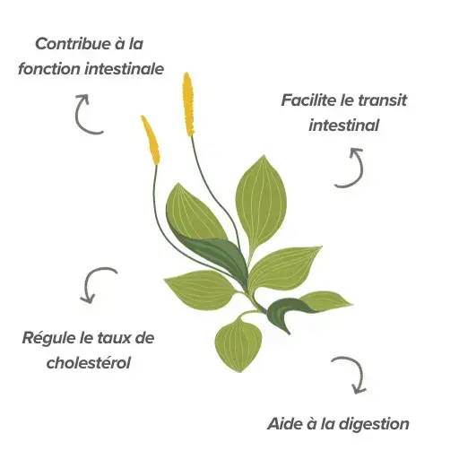 Fonctions du psyllium husk