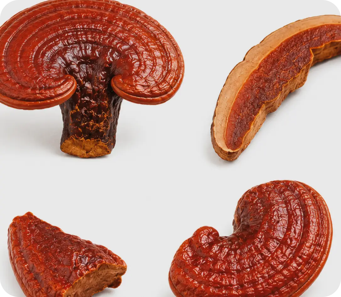 Extrait de reishi hautement concentr&eacute;