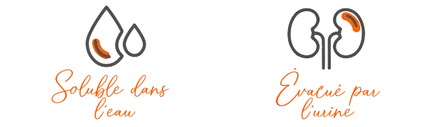 Effets des acides amin&eacute;s sur l'organisme.