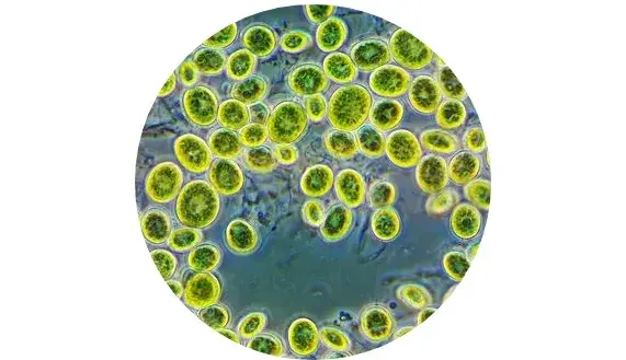 Cellules énergétiques