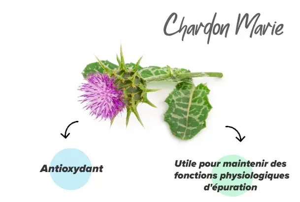 Extrait de chardon marie