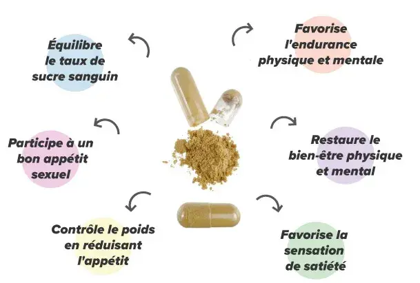 Propri&eacute;t&eacute;s de l&rsquo;extrait de damiana