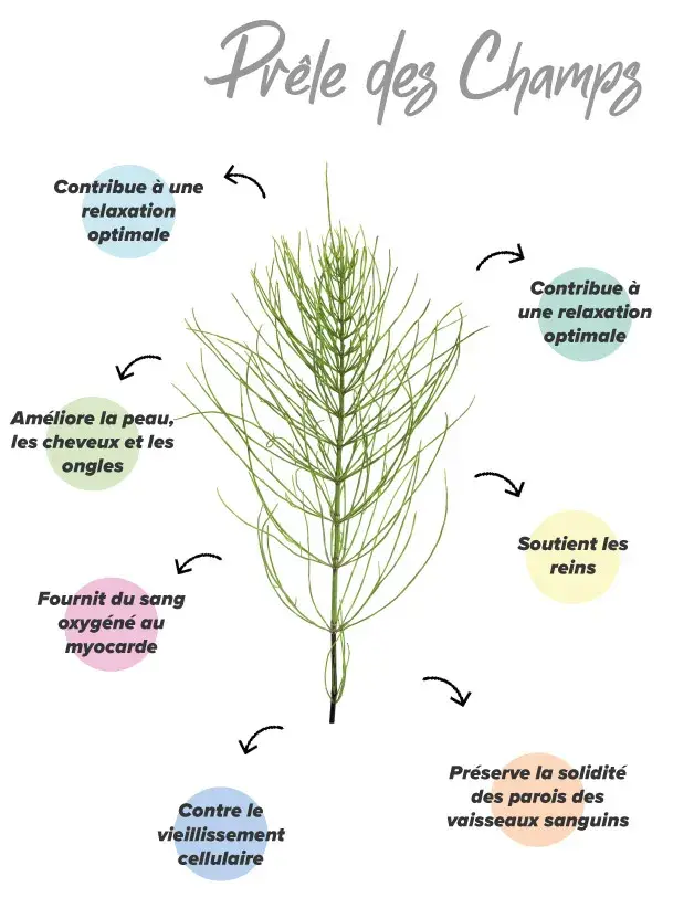Fonctions de la pr&ecirc;le