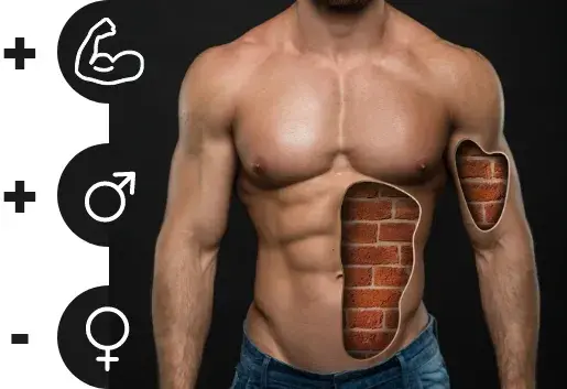 Fonctions de la testost&eacute;rone.