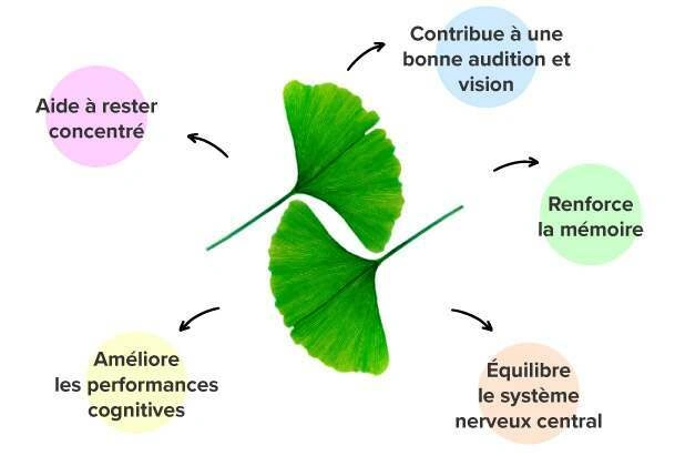 Effets du ginkgo biloba