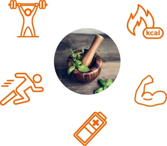 R&ocirc;le des anabolisants naturels.