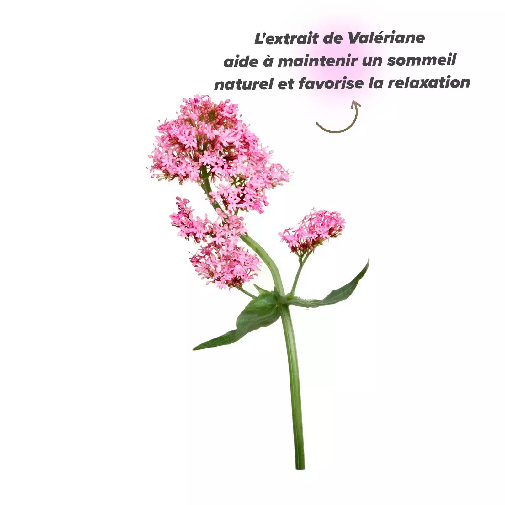 Val&eacute;riane naturelle chez HSN