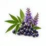 Mönchspfeffer (agnus castus)